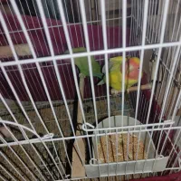 طوطی برزیلی|پرنده|الوند, |دیوار