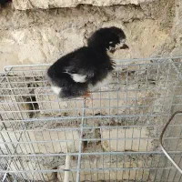 تعدادی  جوجه بومی زیر مرغ کاکلی