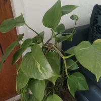 پتوس و انواع گیاهان اپارتمانی