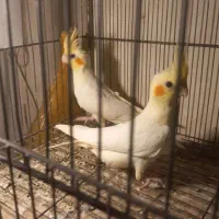 عروس هلندی نرو ماده جوان سالمو بشرط|پرنده|آستارا, |دیوار