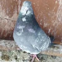 کبوترپرشی|پرنده|مشکین‌دشت, |دیوار