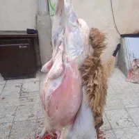 بره . کهره  . قصاب در محل