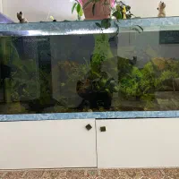 آکواریم فروشی