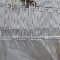 سهره اسطوره دهن لر|پرنده|کرمان, |دیوار