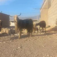 نر بز یا ساورین درجه یک|حیوانات مزرعه|مهران (ایلام), |دیوار