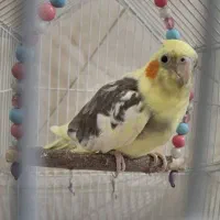 عروس هلندی