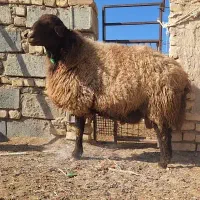 قوچ افشار اصل تخم دوقولزا