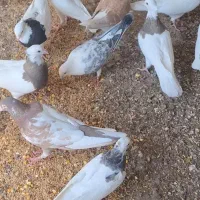 جفتگاه کفتر رنگه|پرنده|مه ولات, |دیوار