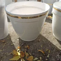 گلدان|گل و گیاه طبیعی|اسلام‌‌آباد غرب, |دیوار