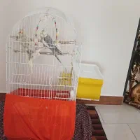 عروس هلندی یک جفت نرو ماده