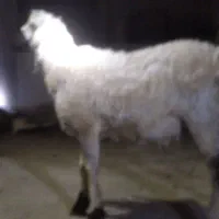 بره نر وطنی اصل