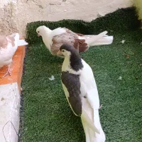 تابلو فرش کفتر