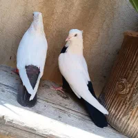 کفتر طوقی دم سیاه|پرنده|شیراز, دلگشا|دیوار