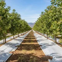 پلاستیک مالچ درختی و کشاورزی uv دار