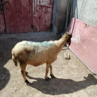 1عدد گوسفند جوان سرحال برای قربانی وزن 46کیلو