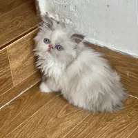 بچه گربه پرشین