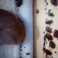 سم پاشی ساس سوسک سمپاشی موش وتمام حشرات ضمانتی|خدمات نظافت|مشهد, شهید مطهری|دیوار