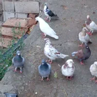 کبوتر