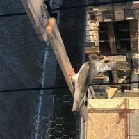 کبوتر های ساعت بالا درجه یک