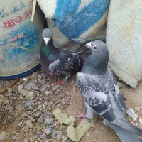 کفتر|پرنده|نهبندان, |دیوار