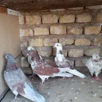 کبوتر پرشی و پلاکی شکار|پرنده|یزد, |دیوار