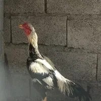 خروس نیکشهر|حیوانات مزرعه|قصرقند, |دیوار