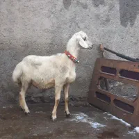 بره قوچ میش