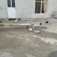 ‌شاخدار|لوازم جانبی حیوانات|آبگرم, |دیوار