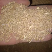 گندم تمیز|عمده‌فروشی|قزوین, |دیوار