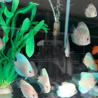 فروش انواع نژاد دیسکس 20% off|ماهی|مشهد, شهرک رازی (شهرک غرب)|دیوار