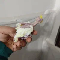 جوجه سرلاکی عروس و گل بسر|پرنده|رامهرمز, |دیوار