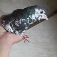 کفتر ساده ،سار|پرنده|تربت‌حیدریه, باغ سلطانی|دیوار