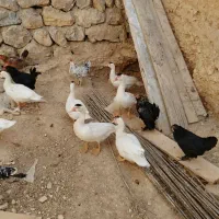 بوقلمون و مرغ خروس محلی واردک اسرائیلی خروس مشکی|حیوانات مزرعه|بومهن, |دیوار