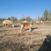 سگ ماده|سگ|مانه, |دیوار