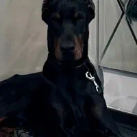 دوبرمن نر ۱۵ ماهه