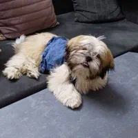 توله سوپر فلت