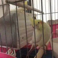 عروس هلندی سالم ‌سرحال|پرنده|گلستان (تهران), |دیوار