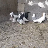 کبوتر|پرنده|شوشتر, |دیوار