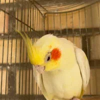 عروس هلندی نر لوتینیو|پرنده|شوشتر, |دیوار