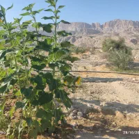 فروش یک ونیم هکتار زمین کشاورزی|فروش زمین و ملک کلنگی|ریز, |دیوار