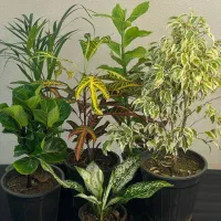 حراج گل های اپارتمانی (گل سنگم رایگان ببر)