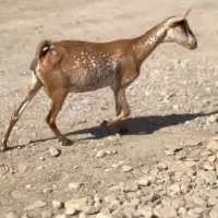 بز چند قلوزا|حیوانات مزرعه|گراش, |دیوار