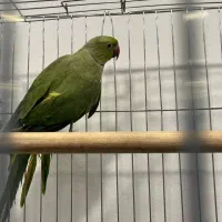 طوطی ملنگو نر بالغ