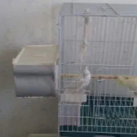 یک جفت عروس هلندی مولد معاوضه با گرینچیک ماده|پرنده|صدرا-فارس, فاز ۲|دیوار