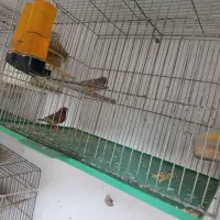 دو جفت فنچ اورنج