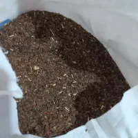 اسفند تازه برای امسال