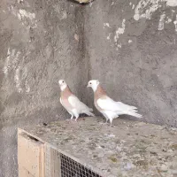 کبوتر|پرنده|بم, |دیوار