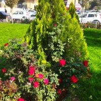 باغبان.انجام کلیه کارهای باغبانی