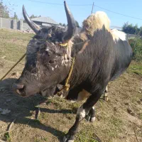 ورزا|حیوانات مزرعه|رشت, منظریه|دیوار