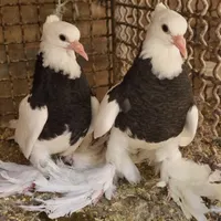 کبوتر طوقی پاپر بلند|پرنده|مبارکه, |دیوار